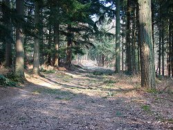 Holm Hill walk Forestry Commission Track