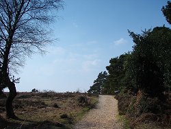 Holm Hill walk Narrow Track