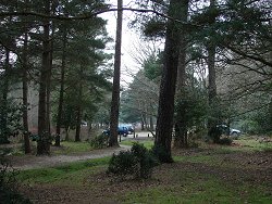 Holm Hill walk Ober Water Car Park