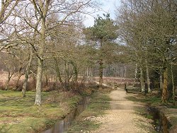 Holm Hill walk Pine Trees Path