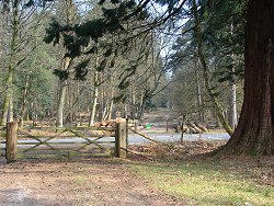 Holm Hill walk Second 5-bar Gate