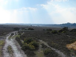 Holm Hill walk Small Track