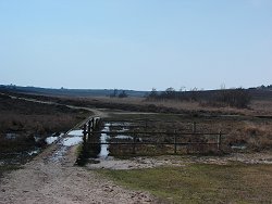 Holm Hill walk Wetland