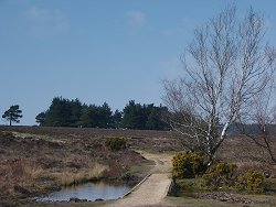 Holm Hill walk with small bridge