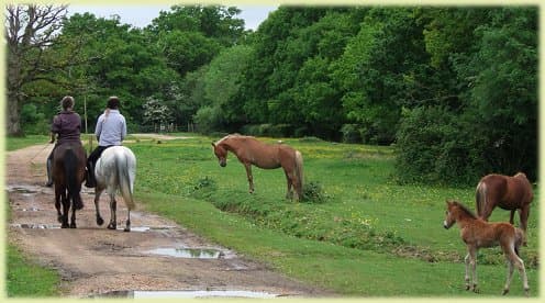 Horse riding in the New Forest