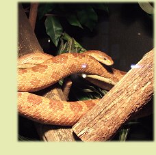 Liberty's Raptor and Reptile Centre Snake