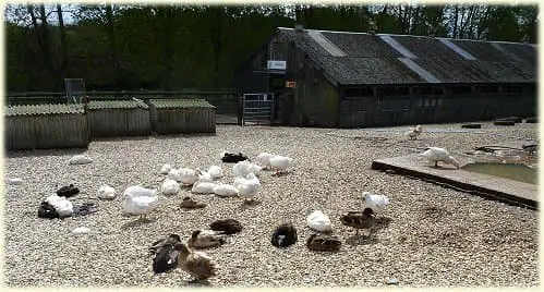 Longdown Activity Farm Ducks