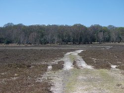 Matley walk Woodlands