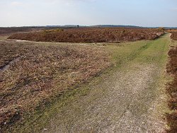 Milkham Inclosure walk Front End