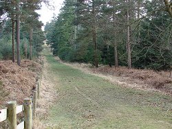 Milkham Inclosure walk Grassy Track