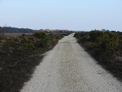 Milkham Inclosure walk Heathland Track