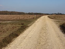 Milkham Inclosure walk Path past Cycle Track