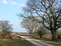 Milkham Inclosure walk Small Gravel Track