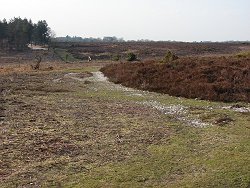 Milkham Inclosure walk Small Track To car Park