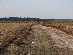 Milkham Inclosure walk Track Past Watering Hole