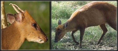 Muntjac deer fact file