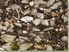 New Forest crash site remains