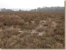 New Forest crash site