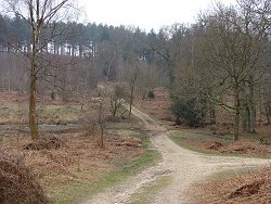 Pitts Wood Inclosure