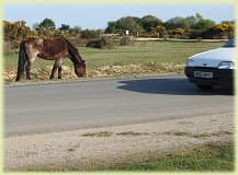 Ponies and New Forest roads