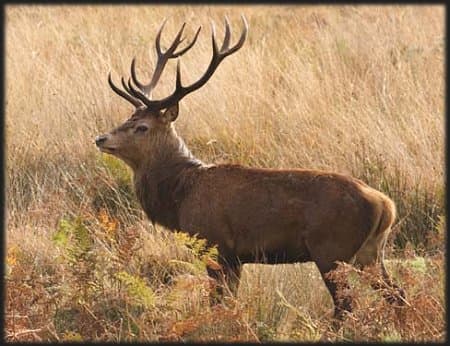 Red deer fact file