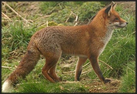 Red Fox Fact File | New Forest National Park