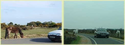 Safety on the New Forest roads