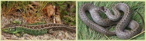 Sand Lizard And Smooth Snake