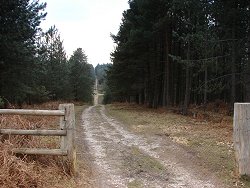 Slufters Inclosure walk Boggy Areas