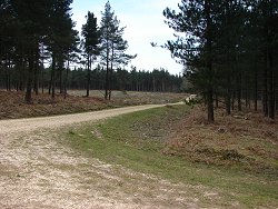 Slufters Inclosure walk Forestry Commission Track