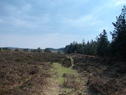 Slufters Inclosure walk Ocknell Plain