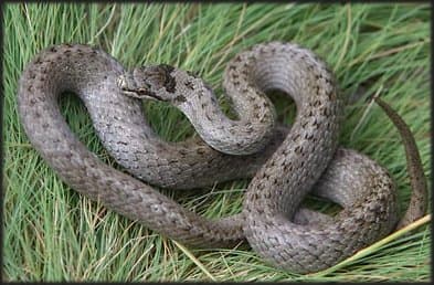 Smooth snake fact file