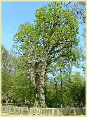 The Knightwood Oak