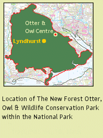 The New Forest Otter Owl Wildlife Park Location
