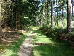 Wilverley Inclosure walk 5-Bar Enclosure Gate