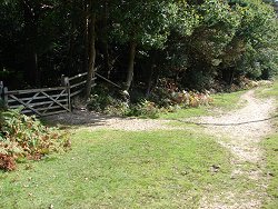 Wilverley Inclosure walk 5-Bar Gate