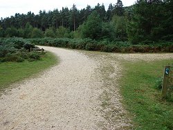 Wilverley Inclosure walk Cross road