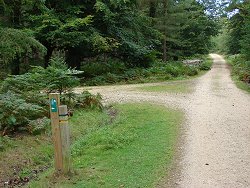 Wilverley Inclosure walk Cycle Route Marker