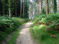 Wilverley Inclosure walk Dense Woodland