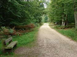 Wilverley Inclosure walk Main Track