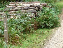 Wilverley Inclosure walk Scouts Post