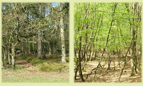 ancient enclosure ditch and bank and coppiced trees