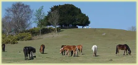 new forest commoners ponies