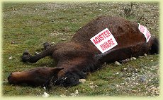 new forest pony death
