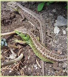 new forest reptile centre sand lizards