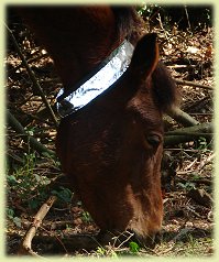 reflective neck collar