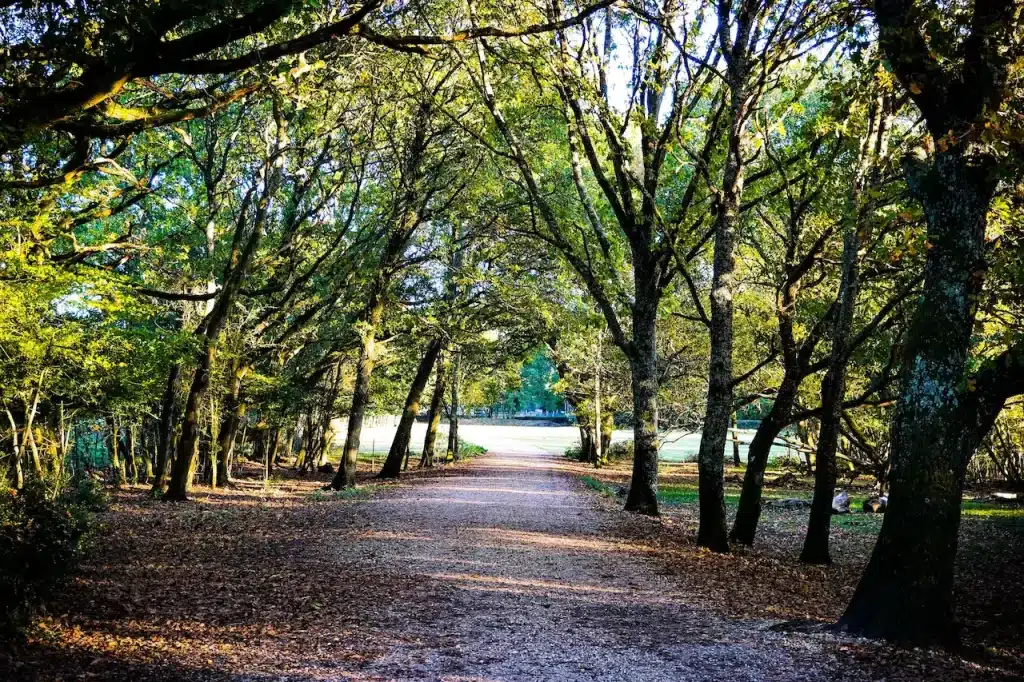 Tracks Best Walks In The New Forest