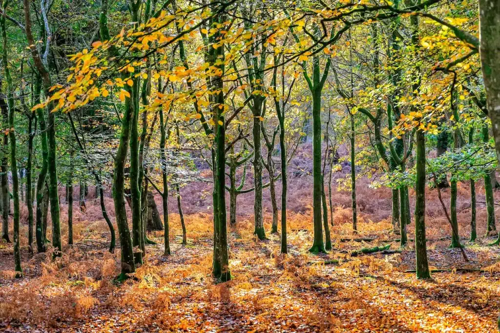 Forest Trees New Forest Attraction