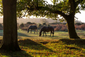 horses