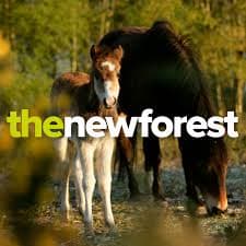 the new forest